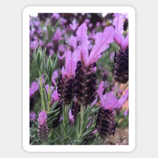 Lavender Sticker